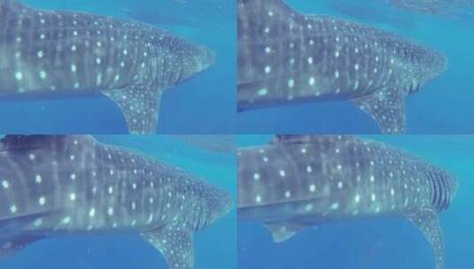 海水中鲸鲨的慢镜头视频高清在线视频素材下载