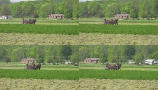 阿米什农民使用马匹耕地高清在线视频素材下载
