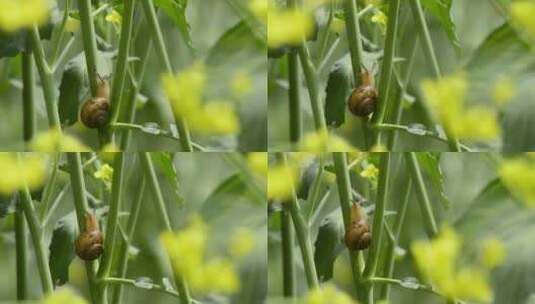 油菜花与蜗牛高清在线视频素材下载
