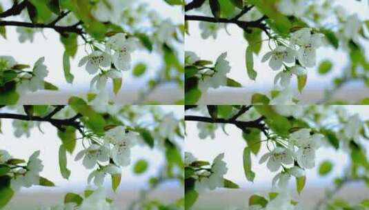 白色梨花盛开高清在线视频素材下载