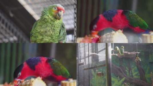 【镜头合集】笼子里的鸟类鹦鹉漂亮高清在线视频素材下载