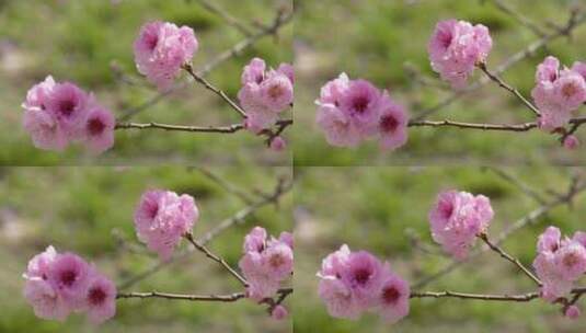 人面桃花鲜花粉嫩鲜花花朵高清在线视频素材下载