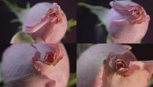 【镜头合集】红蓝光下粉色玫瑰花特写高清在线视频素材下载
