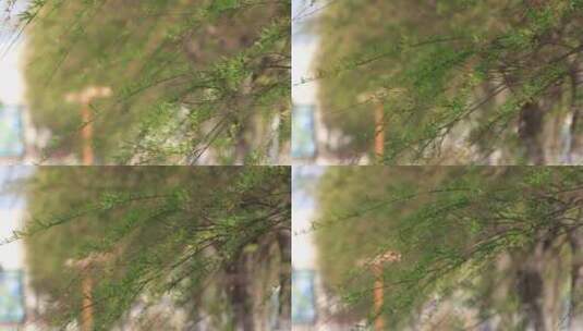 春天湖畔风中的绿柳条高清在线视频素材下载