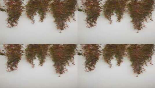 实拍大自然花草树木高清在线视频素材下载