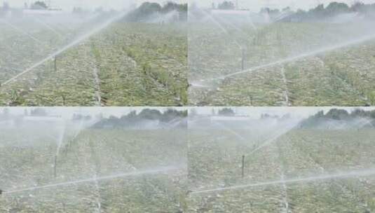 灌溉 农业 现代农业 浇水 农田浇水高清在线视频素材下载