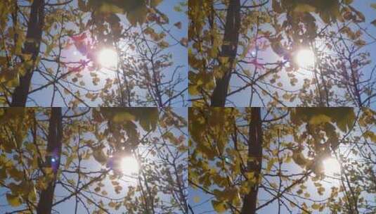 金色秋天秋天里金黄唯美的阳光银杏树树叶高清在线视频素材下载