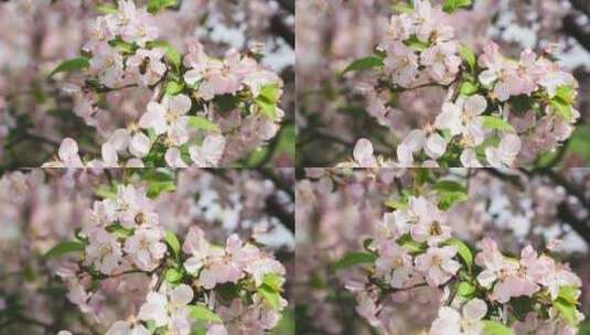 春天苹果花蜜蜂飞舞高清在线视频素材下载