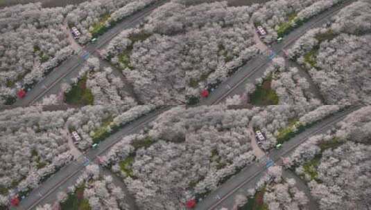 孤柏渡飞黄旅游区樱花园鲜花盛开高清在线视频素材下载