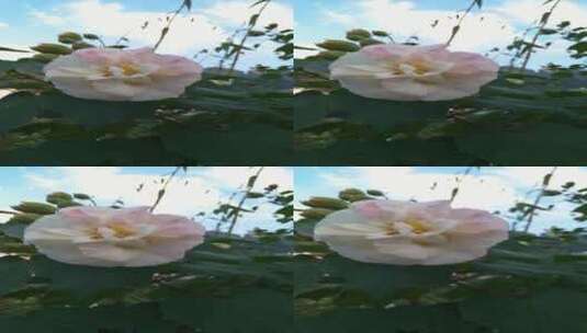 唯美的木芙蓉花朵高清在线视频素材下载