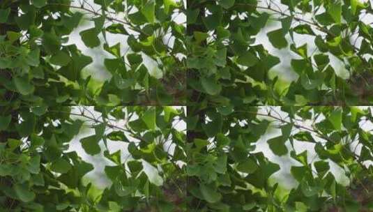 树叶银杏树绿色植物高清在线视频素材下载