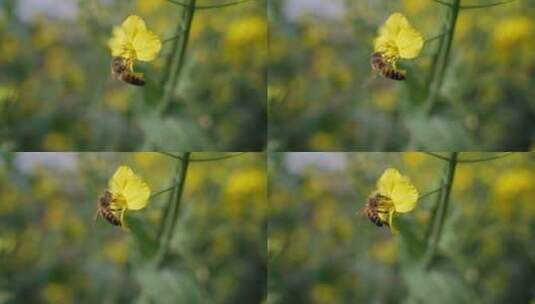 油菜花上的蜜蜂采蜜慢镜头高清在线视频素材下载
