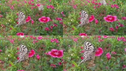 山区美丽蝴蝶高清在线视频素材下载