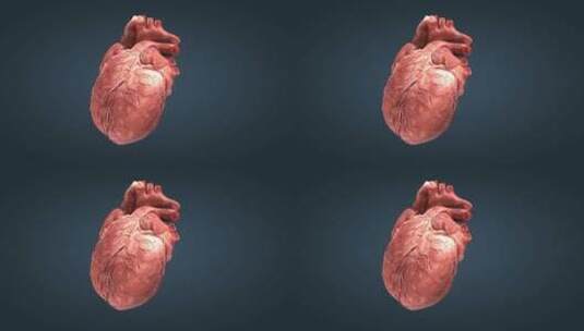 三维医学人体心脏模型动画特效11高清在线视频素材下载