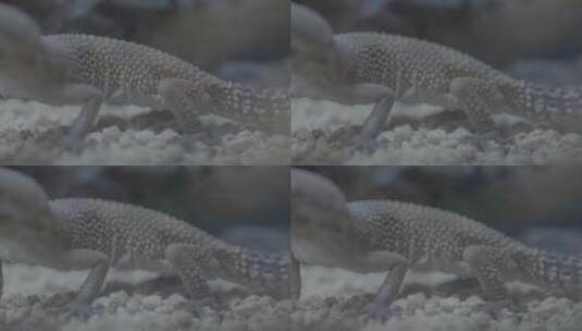 蜥蜴从尾巴到头部特写LOG高清在线视频素材下载