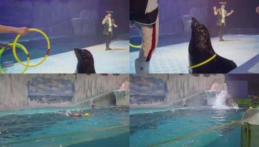海豚海狮海豹表演海洋馆极地馆动物表演升格高清在线视频素材下载