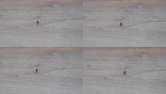 桌子上的蚂蚁打架特写高清在线视频素材下载