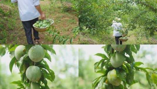 奈李采摘素材高清在线视频素材下载