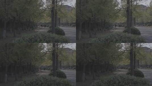 【高帧率】含有秋天的镜头高清在线视频素材下载