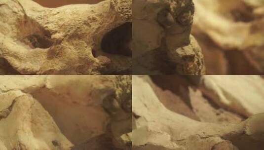 动物头骨牙齿化石远古生物高清在线视频素材下载
