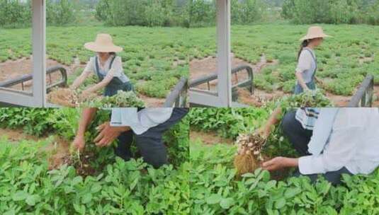 花生种植高清在线视频素材下载