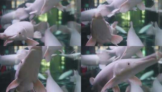 在鱼缸里游动的外来物种鳄雀鳝高清在线视频素材下载