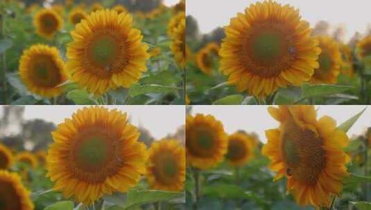 阳光下的向日葵蜜蜂采蜜 向日葵花海高清在线视频素材下载