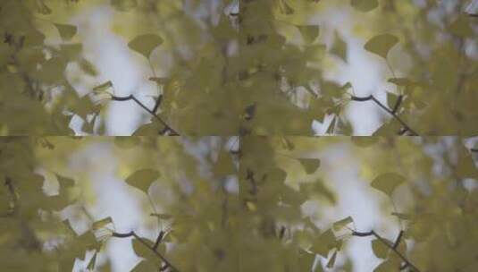 秋天银杏树金黄树叶 微风中摆动 慢动作高清在线视频素材下载