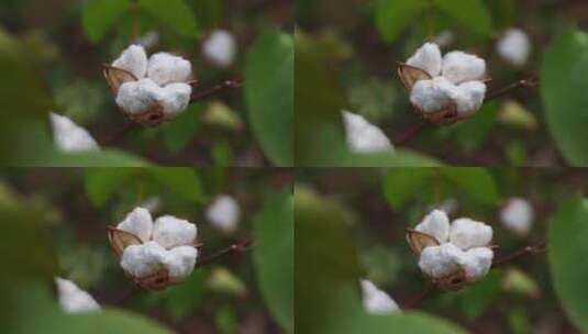 长绒棉棉花桃高清在线视频素材下载