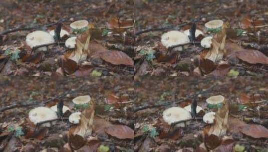 林间的蘑菇高清在线视频素材下载