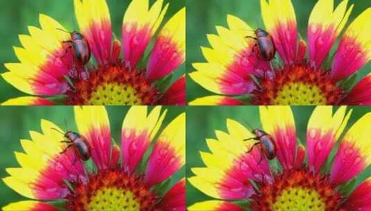 走在花瓣上的甲虫高清在线视频素材下载
