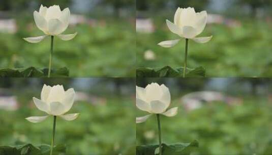 盛开的白色莲花高清在线视频素材下载