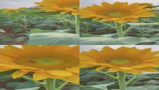 向日葵 蜜蜂采蜜竖屏高清在线视频素材下载