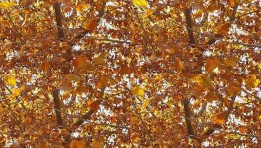 秋季 金色 梧桐树叶 果实 落叶纷纷高清在线视频素材下载