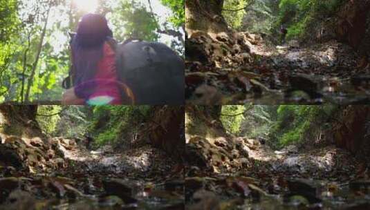 丛林探险高清在线视频素材下载