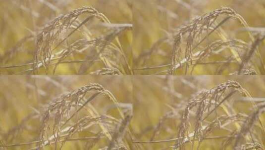 4K升格哈尔滨大米水稻丰收秋季高清在线视频素材下载
