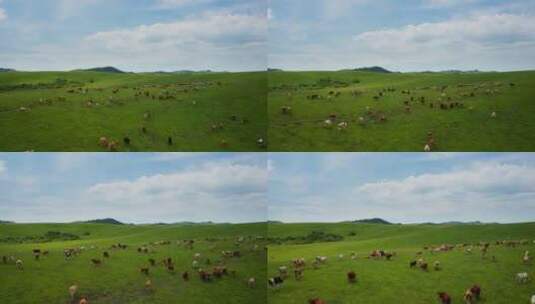 蓝天下的牛群高清在线视频素材下载