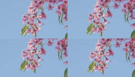 春天阳光下盛开的樱花高清在线视频素材下载