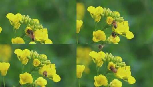 春天的蜜蜂油菜花上飞舞采蜜授粉慢镜头高清在线视频素材下载