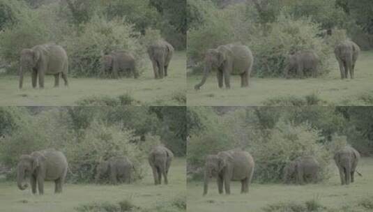 大象 亚洲象 非洲象 动物园 野生动物高清在线视频素材下载