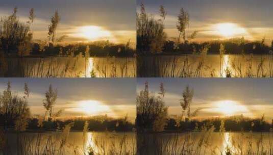 夕阳下的芦苇宁静空镜高清在线视频素材下载
