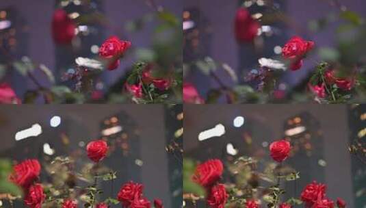 夜里绽放的玫瑰花高清在线视频素材下载