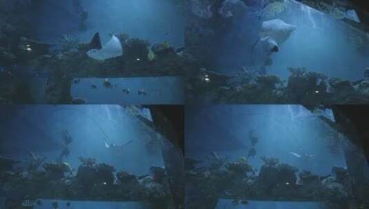 水族馆海底的怪鱼高清在线视频素材下载