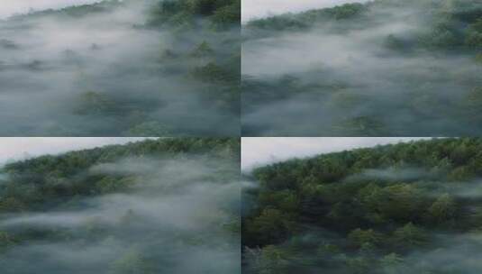 雾中的山树云雾杉树林变化高清在线视频素材下载