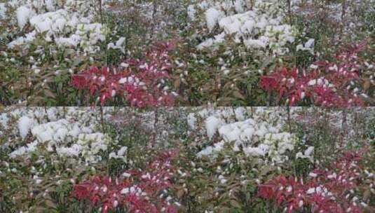 雪后的公园花坛景观高清在线视频素材下载