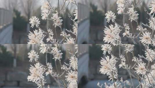 中国华北东北立冬冬至大寒树挂雾凇绝美雪景高清在线视频素材下载