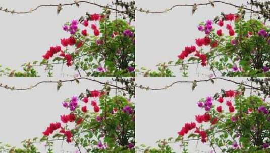 美丽的大自然花朵高清在线视频素材下载