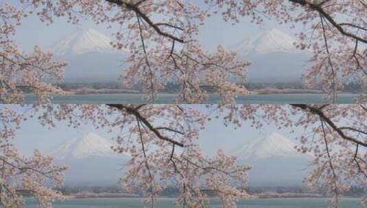富士山樱花高清在线视频素材下载