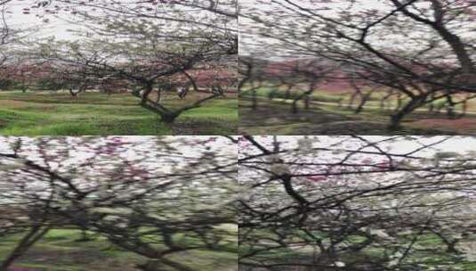 樱花园樱花盛开高清在线视频素材下载