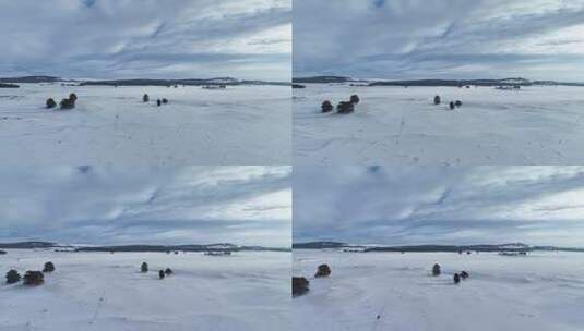 航拍内蒙古呼伦贝尔林草过渡带雪原高清在线视频素材下载